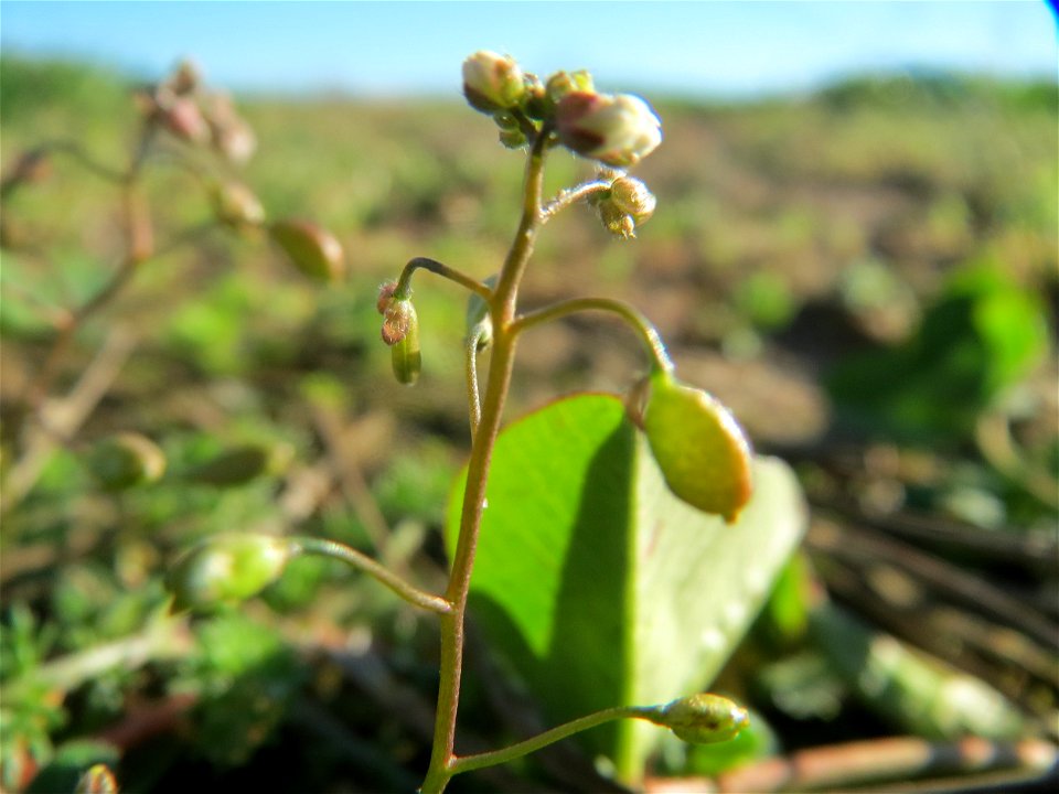 Frühlings-Hungerblümchen (Draba verna) bei Hockenheim