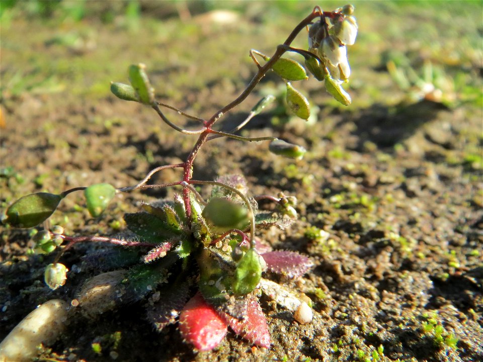 Frühlings-Hungerblümchen (Draba verna) bei Hockenheim