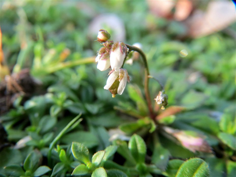 Frühlings-Hungerblümchen (Draba verna) im Landesgartenschaupark Hockenheim