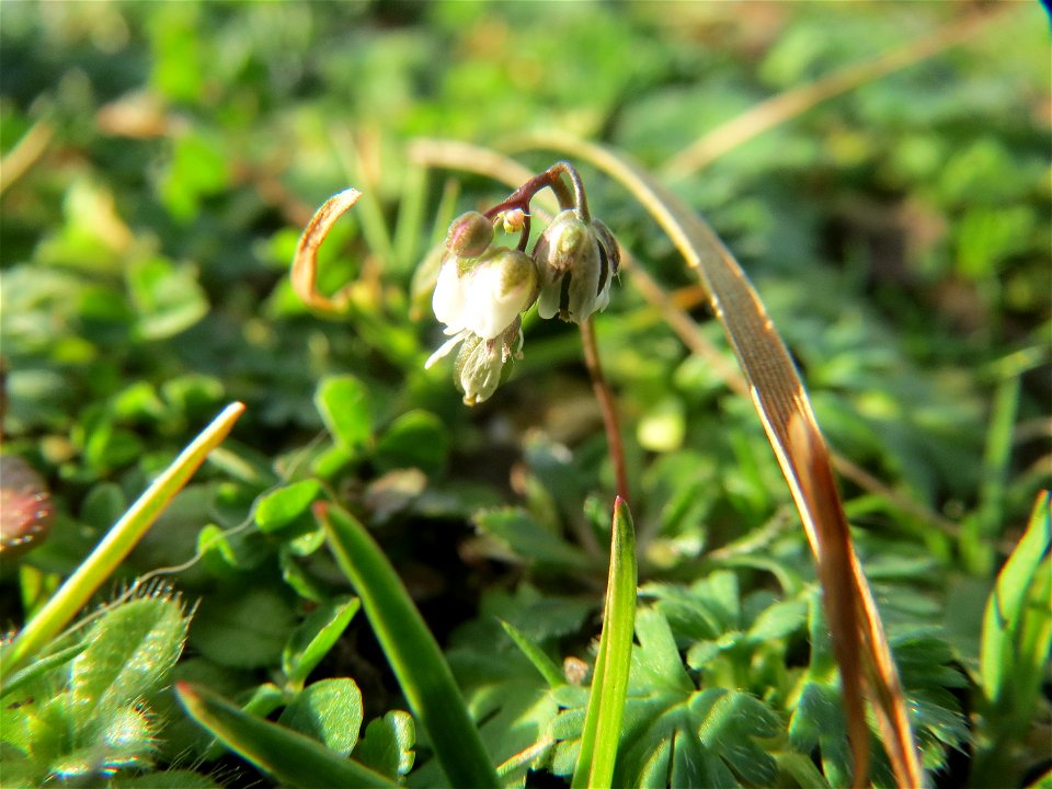 Frühlings-Hungerblümchen (Draba verna) im Landesgartenschaupark Hockenheim