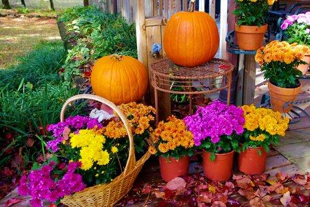 Fall pot halloween