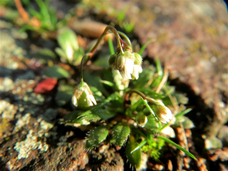 Frühlings-Hungerblümchen (Draba verna) in Hockenheim