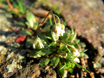 Frühlings-Hungerblümchen (Draba verna) in Hockenheim