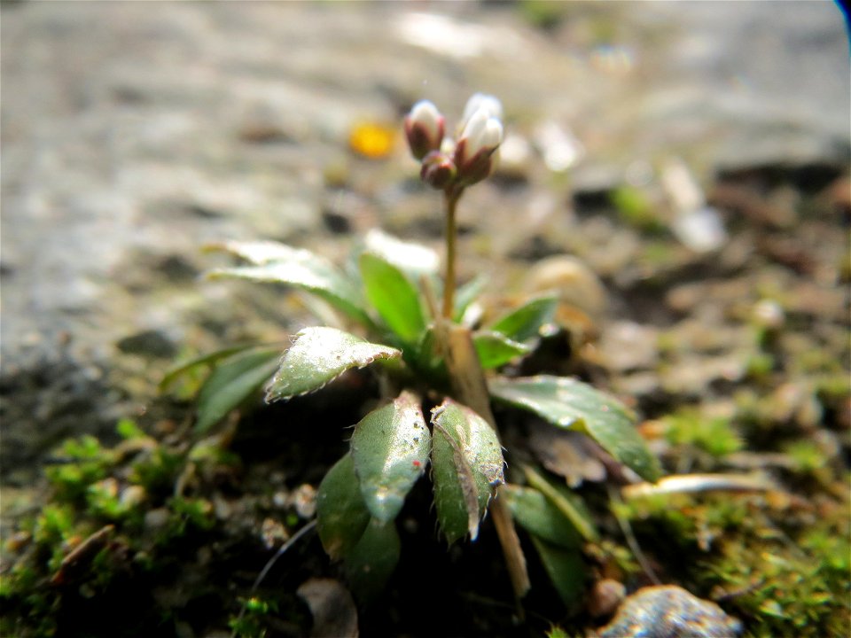 Frühlings-Hungerblümchen (Draba verna) am Osthafen Saarbrücken