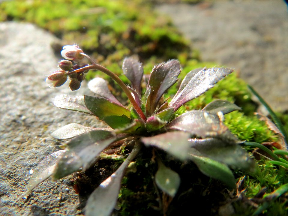 Frühlings-Hungerblümchen (Draba verna) am Osthafen Saarbrücken