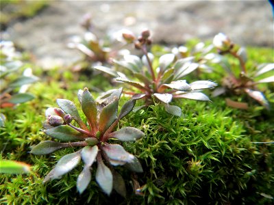 Frühlings-Hungerblümchen (Draba verna) am Osthafen Saarbrücken