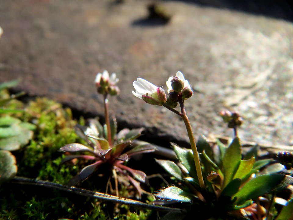 Frühlings-Hungerblümchen (Draba verna) am Osthafen Saarbrücken
