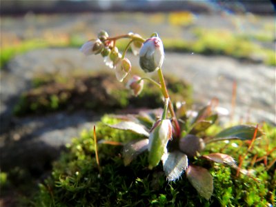 Frühlings-Hungerblümchen (Draba verna) am Osthafen Saarbrücken