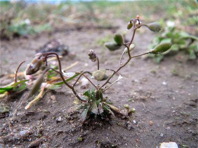 Frühlings-Hungerblümchen (Draba verna) bei Hockenheim