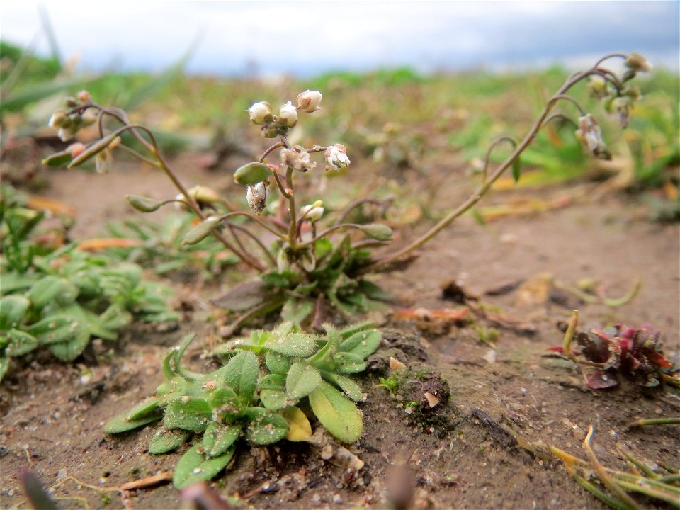 Frühlings-Hungerblümchen (Draba verna) bei Hockenheim