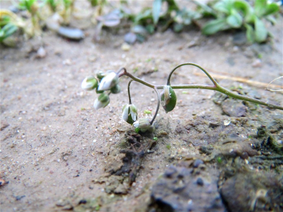 Frühlings-Hungerblümchen (Draba verna) bei Hockenheim