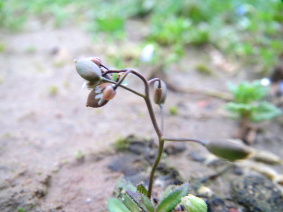 Frühlings-Hungerblümchen (Draba verna) bei Hockenheim