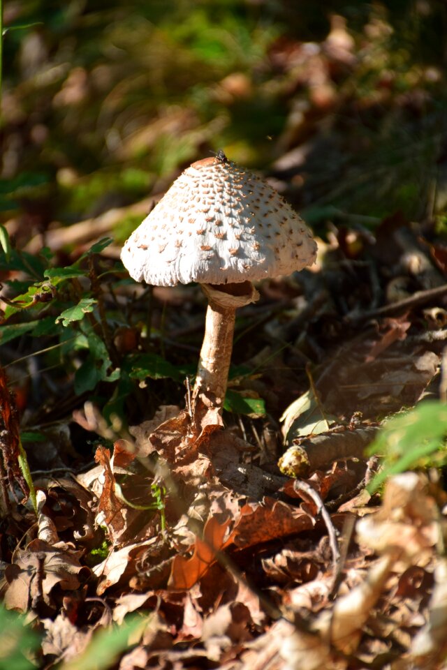 Forest floor white discovered