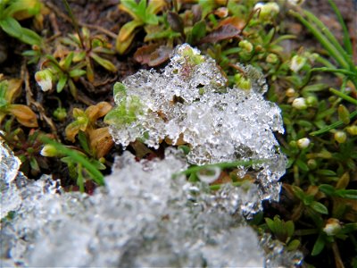 Frühlings-Hungerblümchen (Draba verna) in Hockenheim