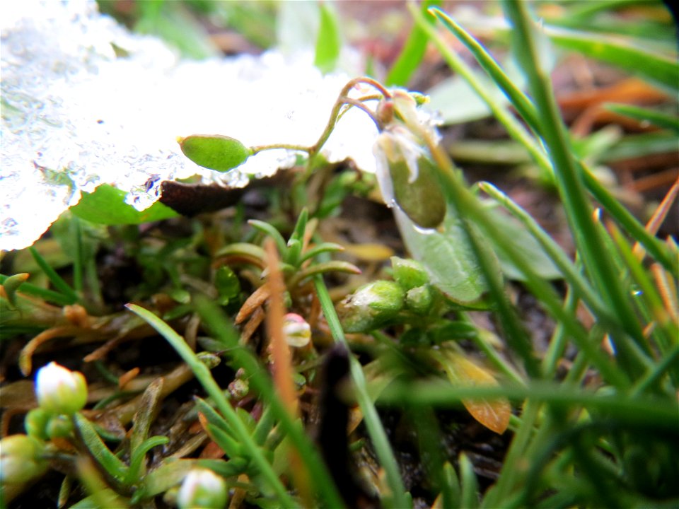 Frühlings-Hungerblümchen (Draba verna) in Hockenheim