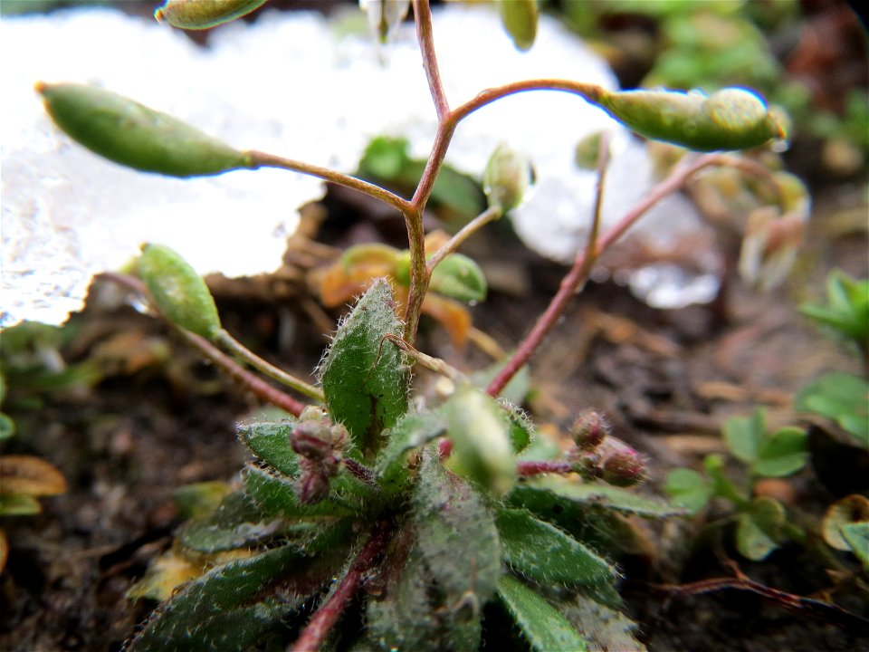 Frühlings-Hungerblümchen (Draba verna) in Hockenheim