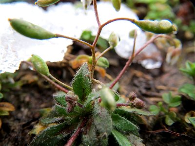 Frühlings-Hungerblümchen (Draba verna) in Hockenheim