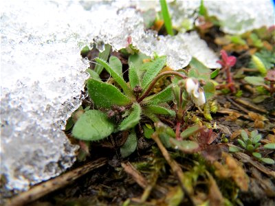 Frühlings-Hungerblümchen (Draba verna) in Hockenheim