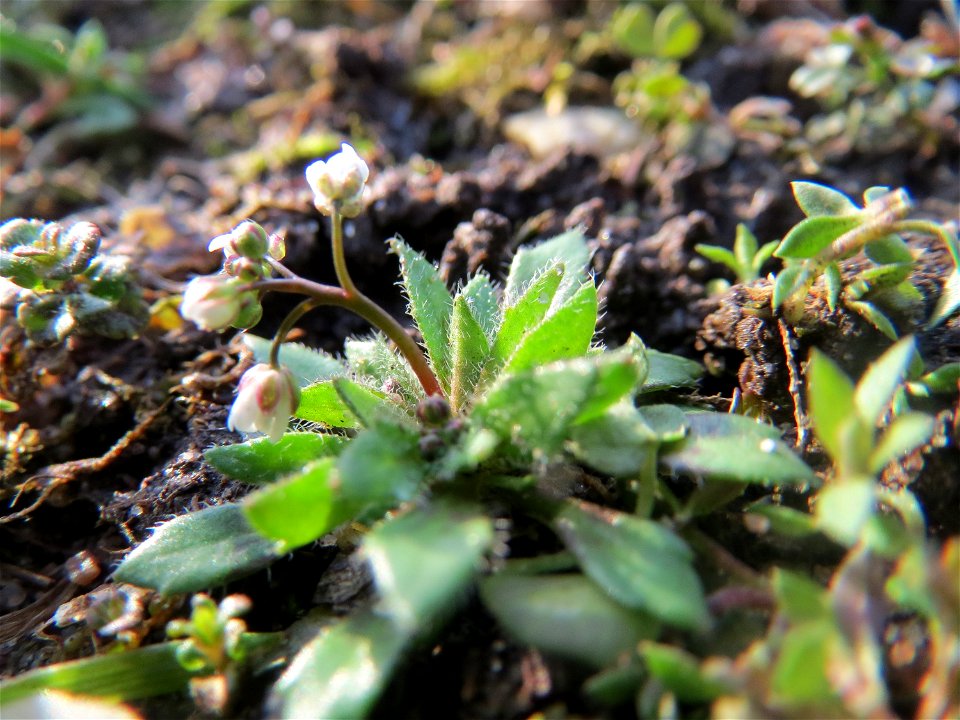 Frühlings-Hungerblümchen (Draba verna) in Hockenheim