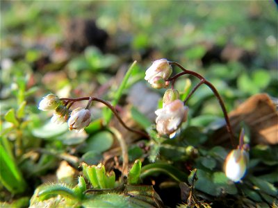 Frühlings-Hungerblümchen (Draba verna) in Hockenheim