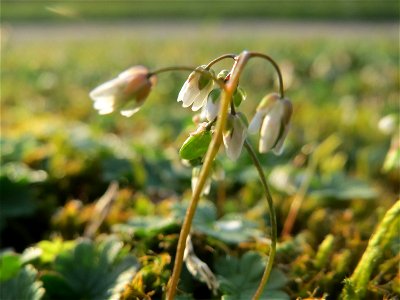 Frühlings-Hungerblümchen (Draba verna) in Hockenheim
