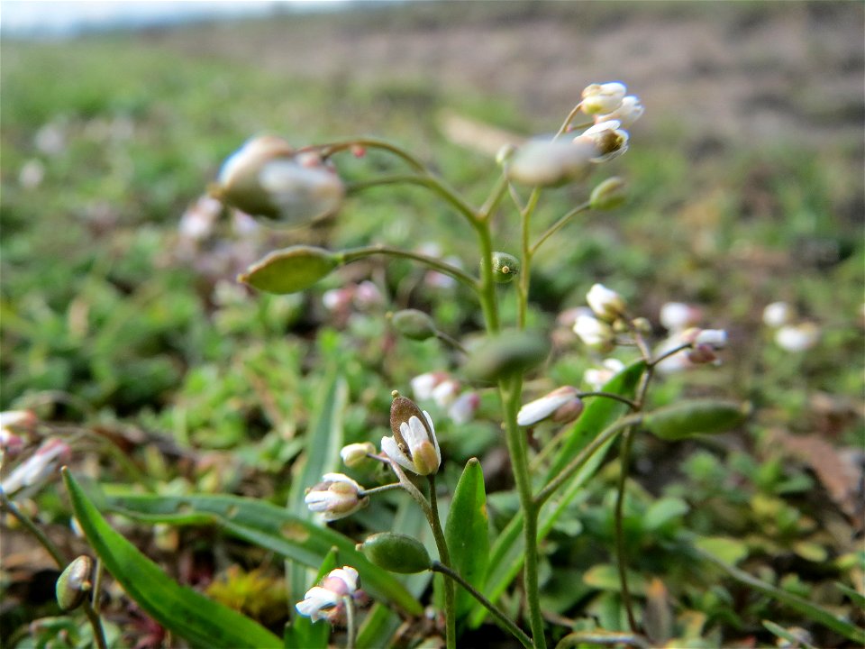 Frühlings-Hungerblümchen (Draba verna) im Hockenheimer Rheinbogen