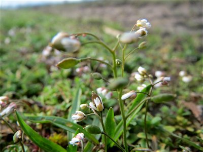 Frühlings-Hungerblümchen (Draba verna) im Hockenheimer Rheinbogen