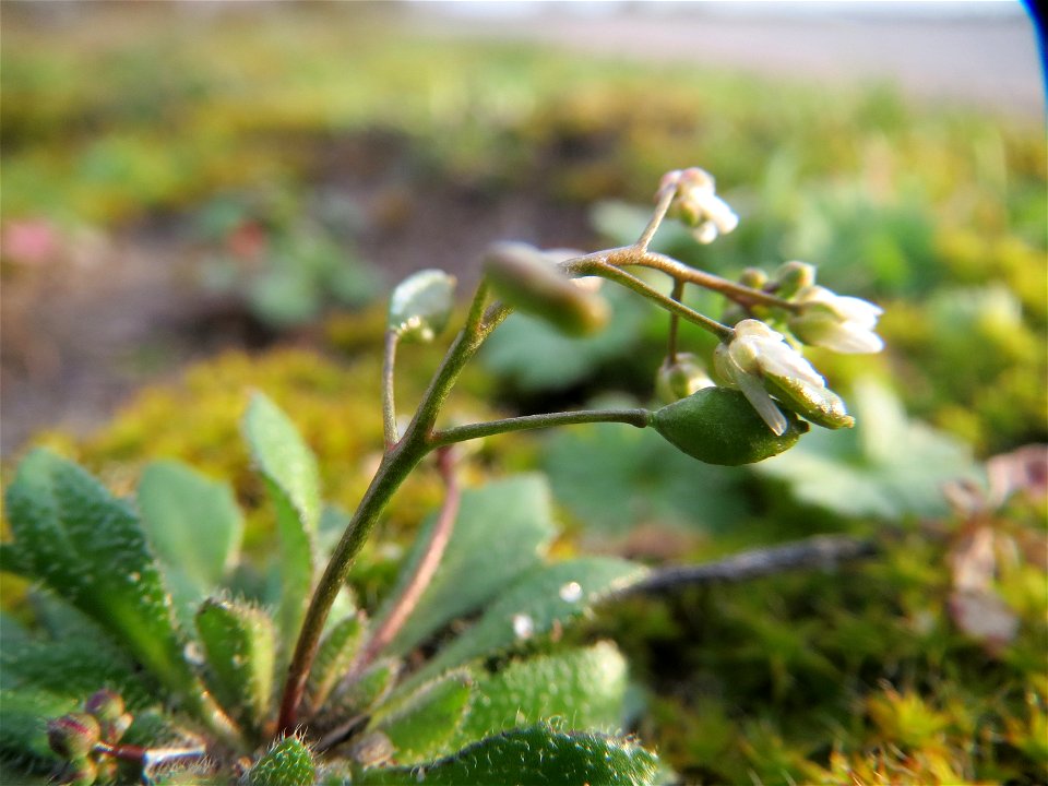 Frühlings-Hungerblümchen (Draba verna) bei Reilingen
