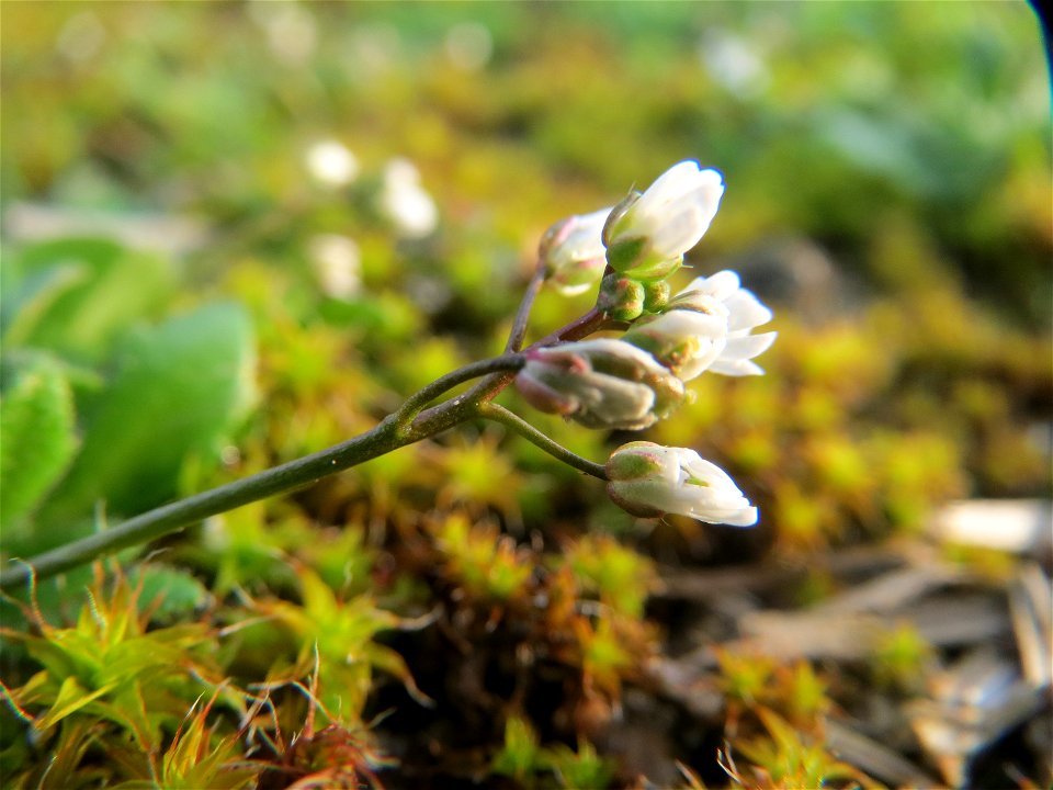 Frühlings-Hungerblümchen (Draba verna) bei Reilingen