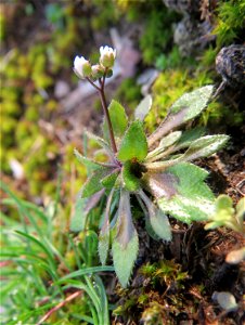 Frühlings-Hungerblümchen (Draba verna) bei Reilingen