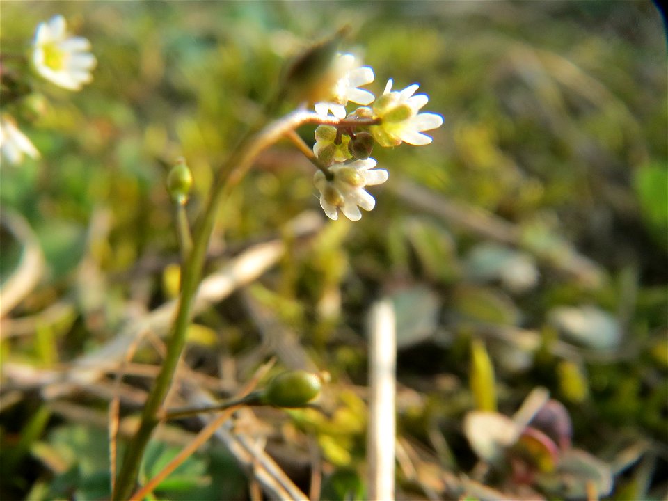 Frühlings-Hungerblümchen (Draba verna) im Hockenheimer Rheinbogen