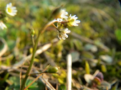 Frühlings-Hungerblümchen (Draba verna) im Hockenheimer Rheinbogen