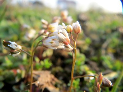 Frühlings-Hungerblümchen (Draba verna) im Hockenheimer Rheinbogen