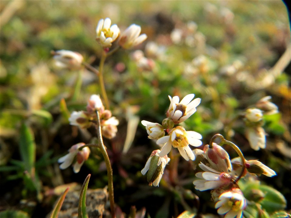 Frühlings-Hungerblümchen (Draba verna) im Hockenheimer Rheinbogen