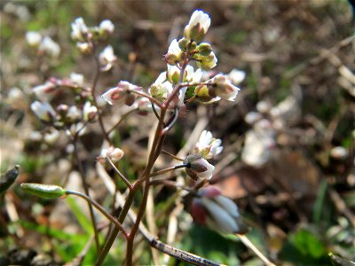 Frühlings-Hungerblümchen (Draba verna) in Hockenheim