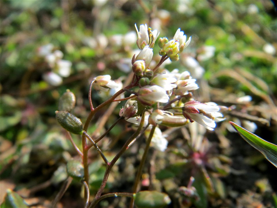 Frühlings-Hungerblümchen (Draba verna) in Hockenheim
