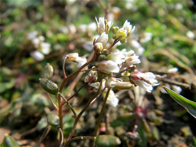 Frühlings-Hungerblümchen (Draba verna) in Hockenheim