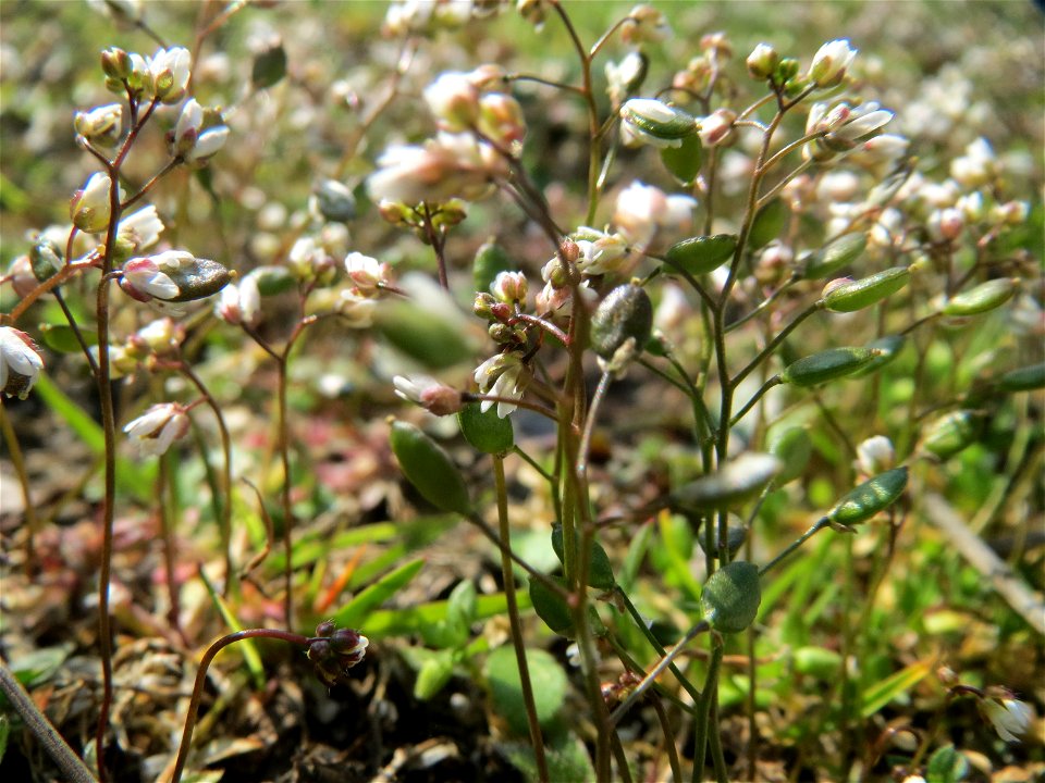 Frühlings-Hungerblümchen (Draba verna) in Hockenheim