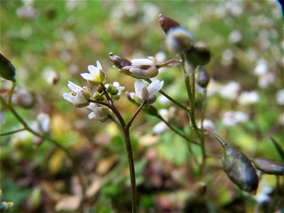 Frühlings-Hungerblümchen (Draba verna) in Hockenheim