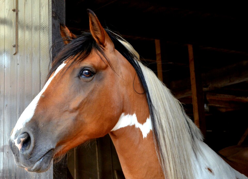 Horse head close up animal