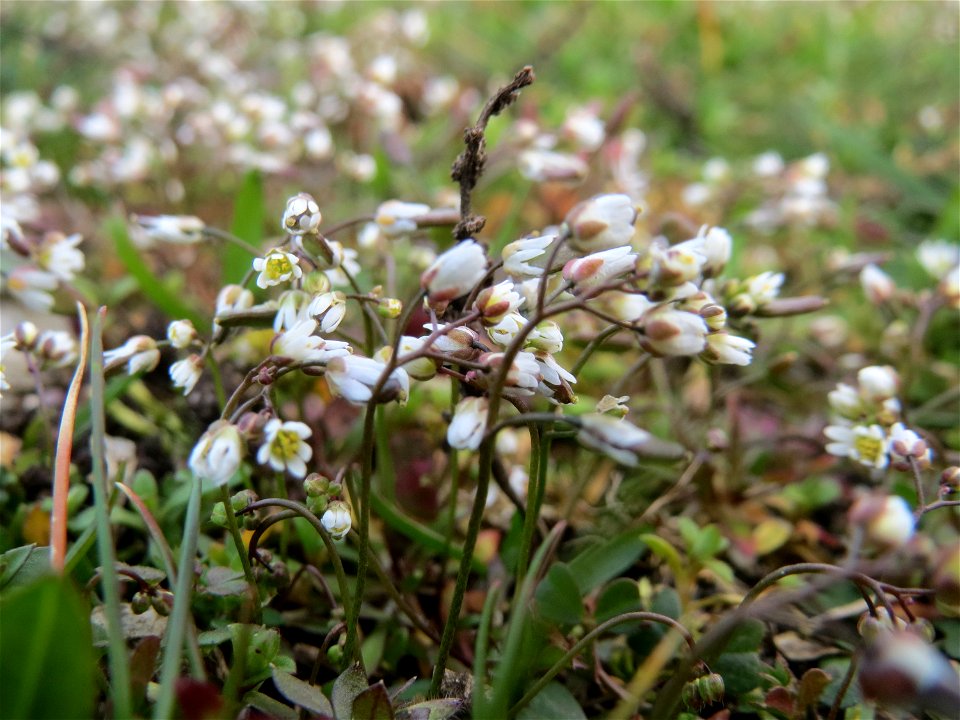 Frühlings-Hungerblümchen (Draba verna) in Hockenheim