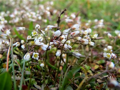 Frühlings-Hungerblümchen (Draba verna) in Hockenheim