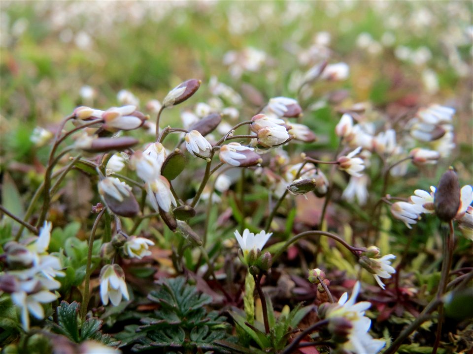 Frühlings-Hungerblümchen (Draba verna) in Hockenheim