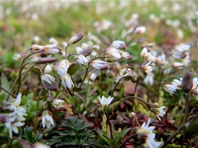 Frühlings-Hungerblümchen (Draba verna) in Hockenheim
