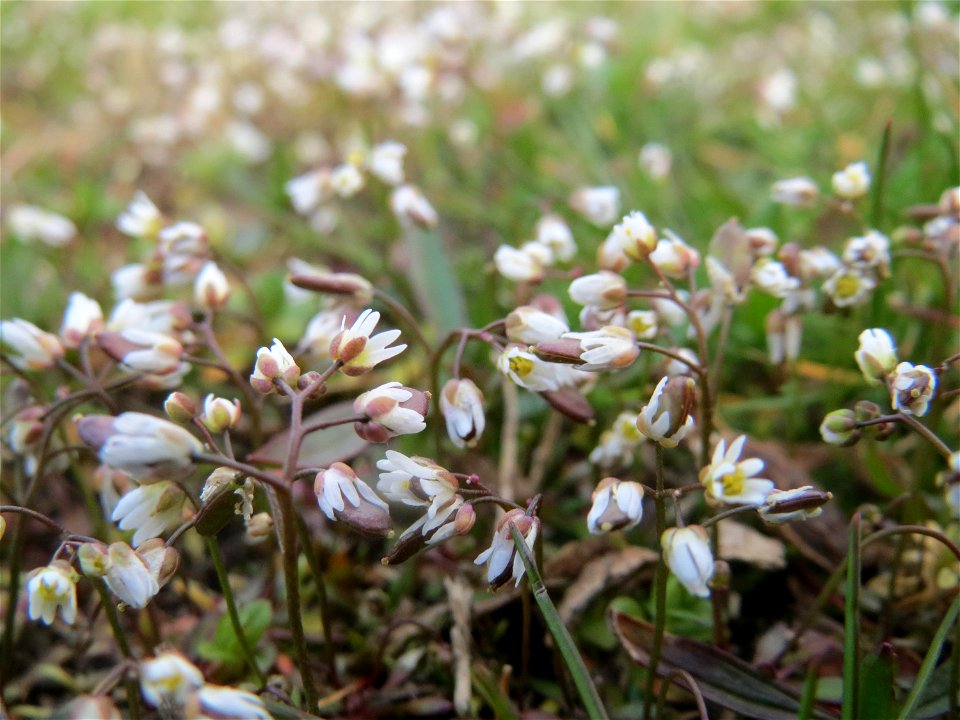 Frühlings-Hungerblümchen (Draba verna) in Hockenheim
