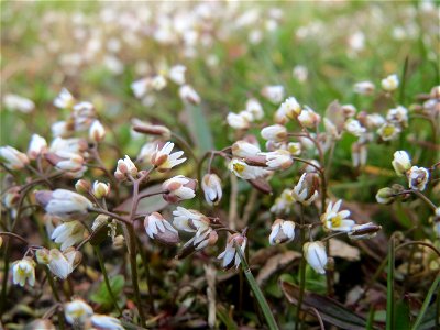 Frühlings-Hungerblümchen (Draba verna) in Hockenheim