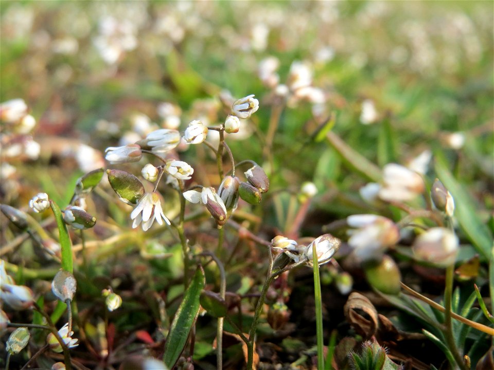 Frühlings-Hungerblümchen (Draba verna) in Hockenheim