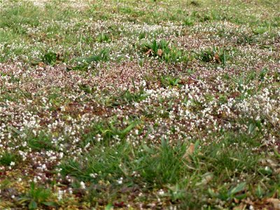 Frühlings-Hungerblümchen (Draba verna) in Hockenheim