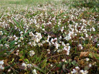Frühlings-Hungerblümchen (Draba verna) in Hockenheim