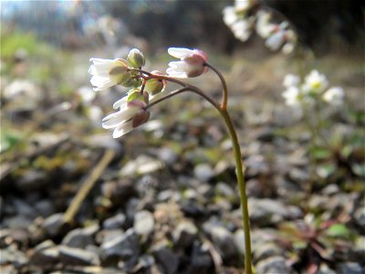 Frühlings-Hungerblümchen (Draba verna) im Schwetzinger Hardt